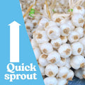 1/2 LB Red Garlic Bulbs for Planting in Fall, High Yield Hardneck Garlic Cloves Seeds, Fresh, Cold Hardy and Fast Growing, Various Varieties
