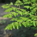 2 Moringa Trees Plants Live for Planting, Oleifera Moringa Live Tree, Well Rooted, No Pot, Drumstick Horseradish Tree, 6 to 10 Inches