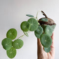 Stephania Cephalantha Live Plant, 3-3.5" Caudex with Sprouts, Rare Hardy Caudex Succulent Houseplant for Indoor Growing and Home Décor