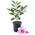Magnolia Tree Live Plant for Planting, Magnolia Flowers Bush 6 to 12 Inches Height, in Pot, Fragrant Magnolia Shrub (Jane Magnolia)
