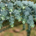 Baby Blue Eucalyptus Live Plant, Live Eucalyptus Plant, Eucalyptus Plant Live, Live Eucalyptus Tree, Live Eucalyptus Plant Indoor, 4 to 8 Inc Tall