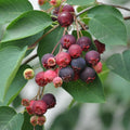 Serviceberry Plant, 6-12 Inch - Leafless in Winter, Perennial Serviceberry Plants, Bare Root, Strong Roots, Fruit Plants for Home Garden