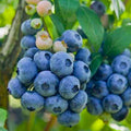 Easy to Grow Blueberry Plant Live for Planting, Blueberry Bushes for Planting, 4"-7" Cold Hardy Blueberries Southern Highbush
