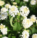 2 Lantana Plants Live, Lantana Live Plants for Planting Outdoors, Perennial Plants, Well Rooted, White Lantana
