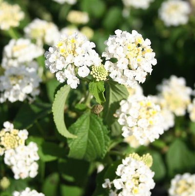 2 Lantana Plants Live, Lantana Live Plants for Planting Outdoors, Perennial Plants, Well Rooted, White Lantana