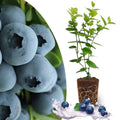 Random Blueberry Plant Live for Planting, Blueberry Bushes for Planting, 4"-7" Cold Hardy Blueberries Southern Highbush
