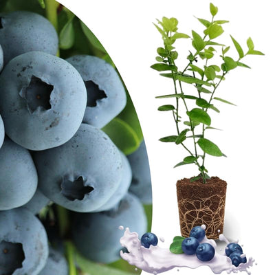 Random Blueberry Plant Live for Planting, Blueberry Bushes for Planting, 4"-7" Cold Hardy Blueberries Southern Highbush