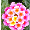 2 Pink Lantana Plants Live Trees, Ready to Bloom, Hardy Long Blooming Seasons, Vibrant Colorful Perennial Fragrant, 5-10" in Tall, Full Sun Growing