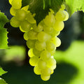 Grape Vine Live Plant to Grow 1-2 Year Old, Sweet Grape Plant Live for Growing, Grape Fruit Well Rooted Plant Bareroot (Green Grape)