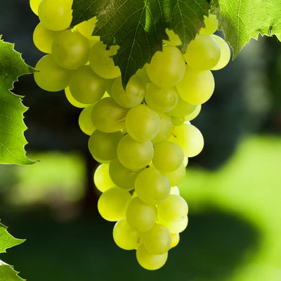 Grape Vine Live Plant 1-2 Year Old, Sweet Grape Plant Live for Growing, Grape Fruit Well Rooted Plant Bareroot (Green Grape)