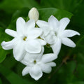 2 Jasmine Live Plants, Live Jasmine Plants, Flower Starter Plant 3 to 5 Inch Tall for Gardening Outdoor
