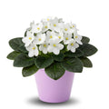 African Violets Plant Live in 4'' Pot, Fast-bloming Indoor Outdoot Flowering Plant with Vibrant Blooms (Blue African Violet)