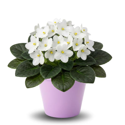African Violets Plant Live in 4'' Pot, Fast-bloming Indoor Outdoot Flowering Plant with Vibrant Blooms (Blue African Violet)