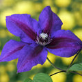 Purple Clematis Vine Plant Live for Planting, Clematis Plant Live in 2.5 Inches Pot, Clematis Flowers Perennial