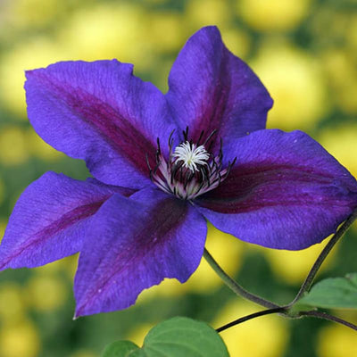 Purple Clematis Vine Plant Live for Planting, Clematis Plant Live in 2.5 Inches Pot, Clematis Flowers Perennial