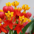 2 Tropical Milkweed Plants Live Butterfly Asclepias Tuberosa, Wildflowers Perennial Bush, Swamp Common Plant, 5-9" in Tall, No Pot