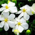 Gardenia Tree Live Plant, Hardy Daisy Gardenia, Fragrant White Flowering Tree Shrub, 2.5 Inch Pot, Zones 6-10