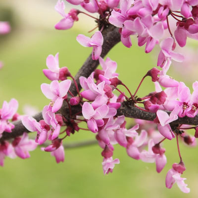 Redbud Tree in Quart Pot, Ornamental Redbud Flowering Tree, Vibrant Pink Blooms for Garden, Dormant in Winter