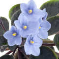 Light Blue African Violets Live Plants in Pots, Live African Violet Plants House Plant for Indoor Outdoor Décor, 4" Pot, Well-Rooted and Year-Round Blooming