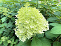 Lime Hydrangea Tree Live Plant, Light Green Change Color Hydrangea Flowers in 4" Pot, for Your Garden, Well Rooted