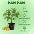Pawpaw Live Plant, Pawpaw Fruit Tree, 1-2 Ft Tall