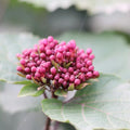 Rare Viburnum Tree Live Plant Shrub in Pot, 8 Months Old Bush Ready to Grow Ready to Grow Outdoor Fragrant, 6-12"