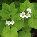 Thimbleberry Raspberry Plant Live for Planting 6 to 12 Inch Tall, Raspberry Bush Live Plant, Sweet Raspberries Fruit Well Rooted