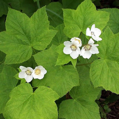 Thimbleberry Raspberry Plant Live for Planting 6 to 12 Inch Tall, Raspberry Bush Live Plant, Sweet Raspberries Fruit Well Rooted