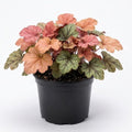 Heuchera Plant Live, Orange Green Heuchera Coral Bells Live Plant for Gardening Indoor, 3 Inc Pot