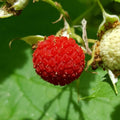 Raspberry Plant Live for Planting 6 to 12 Inch Height, Raspberry Bush Live Plant to Grow, Sweet Raspberries Seedling (Thimbleberry Raspberry)
