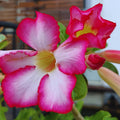 Desert Rose Plant Live, Pink Adenium Desert Rose Plant, 5 to 7 Inches Long, Cactus Succulent Plant Perennial Flowering