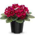 African Violet Live Plant in 4 Inch Pot, Flowering Houseplant, Easy Care Indoor Plant with Vibrant Blooms (Red African Violet)