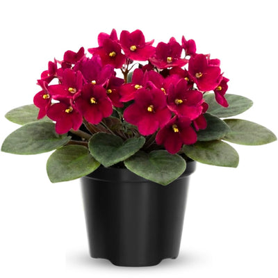 African Violet Live Plant in 4 Inch Pot, Flowering Houseplant, Easy Care Indoor Plant with Vibrant Blooms (Red African Violet)