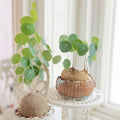 Hardy Stephania Cephalantha Plant, in 3.5" Pot, Caudex with Growth Starter, Unique Rare Succulent Vine Houseplant for Pots and Displays