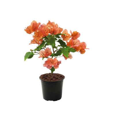 2 Gold Bougainvillea Plants Live Rooted for Garden, Bougainvillea Live Plant, 4 Inc to 6 Inc Tall, Live Bougainvillea Plant