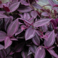 Purple Wandering Jew Live Plant Indoor 4 Inc Pot, Tradescantia Live Plant, Rare Wandering Jew Plant, Wandering Jew Live House Plant