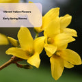 Dormant Forsythia Plant in 4 Inch Pot, Early Spring Blooming Shrub for Garden, Lynwood Gold Forsythia Bush Well Rooted