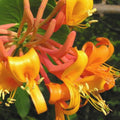 Honeysuckle Plant Live for Planting, Lonicera Honeysuckle Vine, Very Hardy, in 2.5 Inc Pot, Fragrant Red Orange Bloom