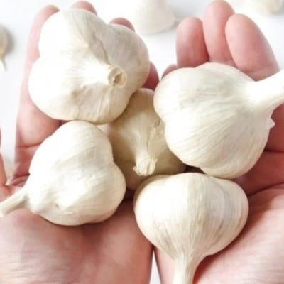 1 Lb Garlic Bulbs for Planting, 8 Hardy Garlic Bulbs for Planting Home Vegetable Garden or Raised Beds, Hardneck Garlic Bulbs