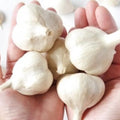1 Lb Garlic Bulbs for Planting, Hardneck Garlic for Garden or Raised Beds, High-Yield Fresh Hardy Garlic Cloves