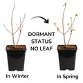 Persimmon Plant in Quart Pot, 6-12 Inch - Leafless in Winter, Perennial Sweet Persimmon Plants, Strong Roots, Fruit Plants for Home Garden