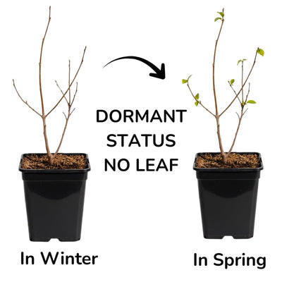 Persimmon Plant in Quart Pot, 6-12 Inch - Leafless in Winter, Perennial Sweet Persimmon Plants, Strong Roots, Fruit Plants for Home Garden