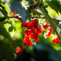 Red Currant Bush Live Plant, Red Currant Plant Live for Planting, Currant Berry Fruit Tree Well Rooted 1 Year Plant