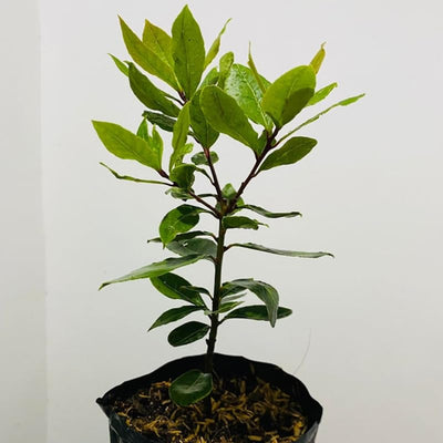 Sweet Bay Laurel Herb Plant, 1 Year Old Laurus Nobilis, 8"-10" from Bottom Pot Bay Leaf Live Plant, Zone 8-11, Bay Leaf Tree for Indoor Outdoor Planting