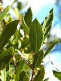 Laurus Nobilis Bay Leaf Tree Plant for Planting, Bay Leaf Tree Live Plant 5 to 9 Inches Tall, Bay Laurel Sweet Bay