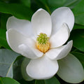 Sweetbay Magnolia Tree Live Plant for Planting, Magnolia Plant Live 8 to 14 Inches Tall, in Quart Pot, White Magnolia Bush Fragrant Magnolia Flowers