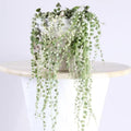 Variegated String of Pearls Plant Live, Trailing Succulent Vine, Rare Live Indoor Plant in Pot