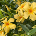 Set 2 Yellow Mandevilla Live Plants, 5-9" Tall Mandevilla Plant Potted, Well Rooted Perennial Flowers Shrub Plants, Ornamental Plants for Outdoors