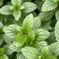 Pack 3 Chocolate Mint Plants, 4-6" Mint Herb Plants, Fragrant Herbs Starter Plant, Herb Plant in Soil, Easy to Grow