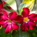 Desert Rose Plant Live, Red Adenium Desert Rose Plant, 5 to 7 Inches Long, Cactus Succulent Plant Perennial Flowering